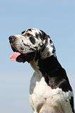 DOGUE ALLEMAND 051